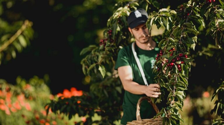 Trabajador recogiendo cerezas durante la campaña agrícola en Lleida