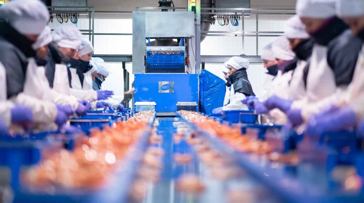 Trabajadores en una fábrica del sector del congelado durante el procesado de productos del mar en Marín