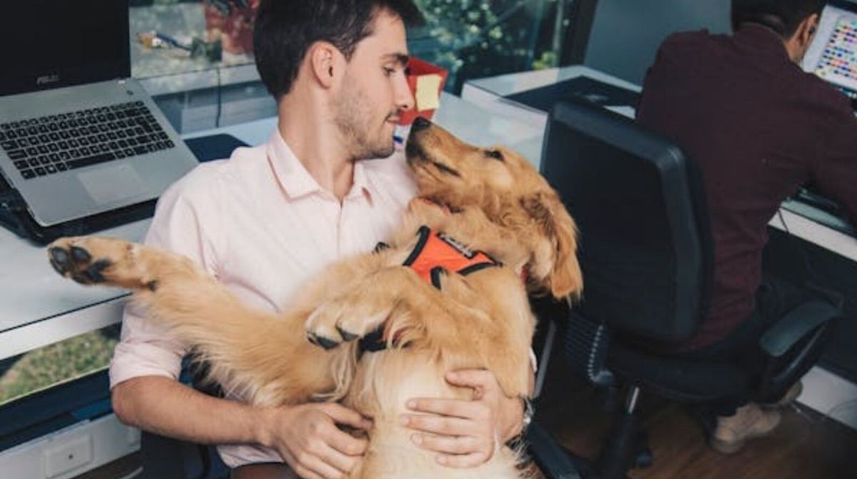 Empleado trabajando en una oficina con su perro dentro de una empresa pet-friendly de Alicante