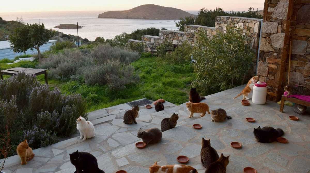 Gatos en una protectora de animales en la isla griega de Syros donde ofrecen alojamiento gratis a voluntarios
