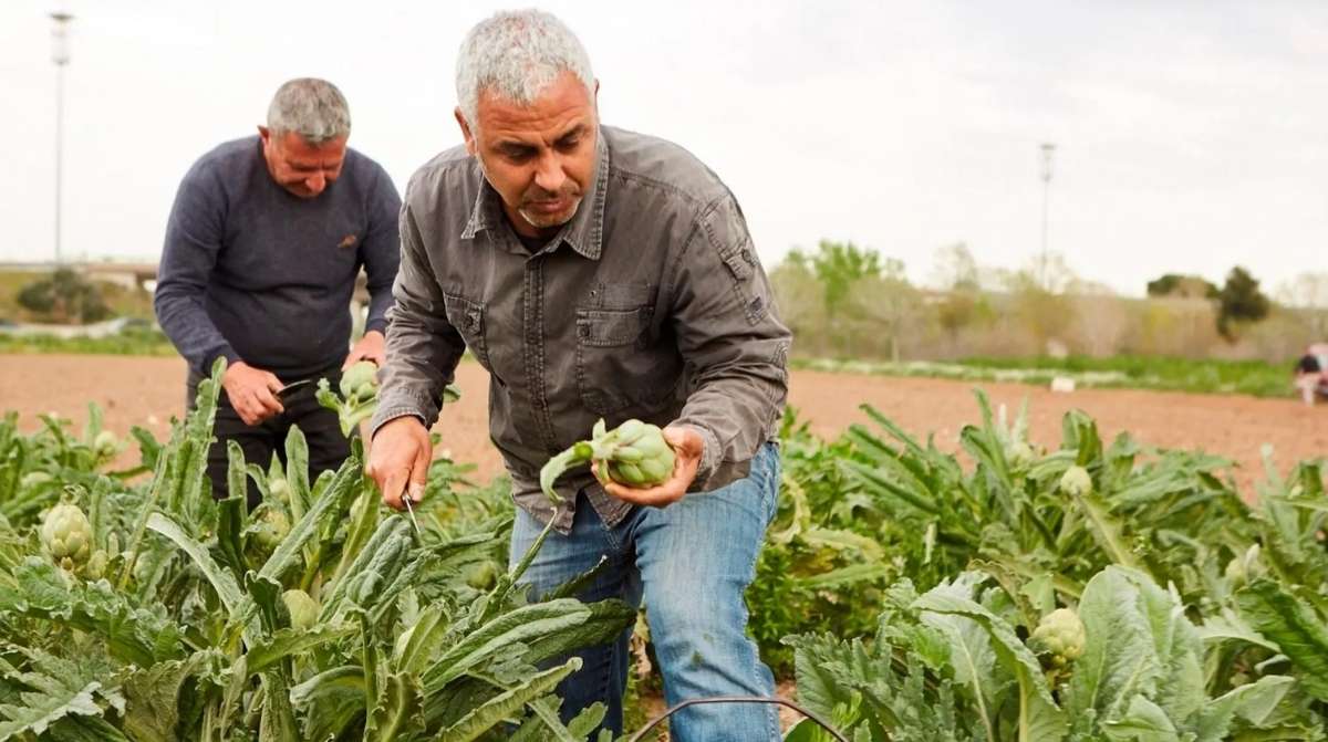 Trabajadores agrícolas mayores recolectando en el campo en España antes de la jubilación en 2027