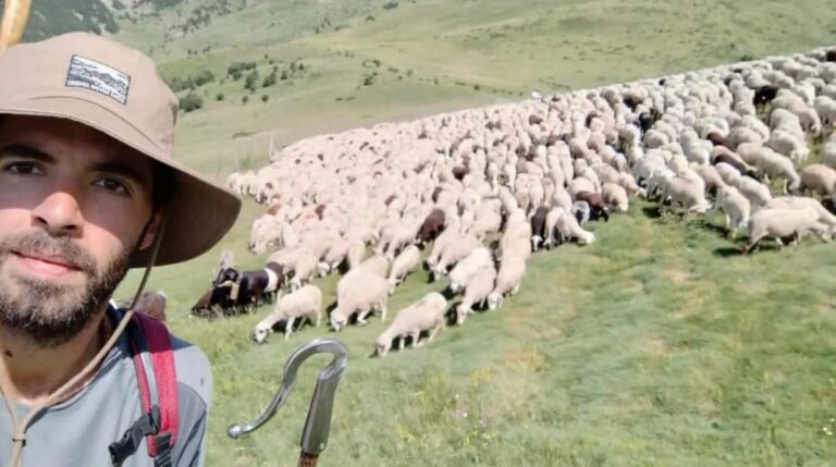 Oferta de trabajo para pastor de montaña en el Pirineo aragonés cuidando un rebaño de ovejas.