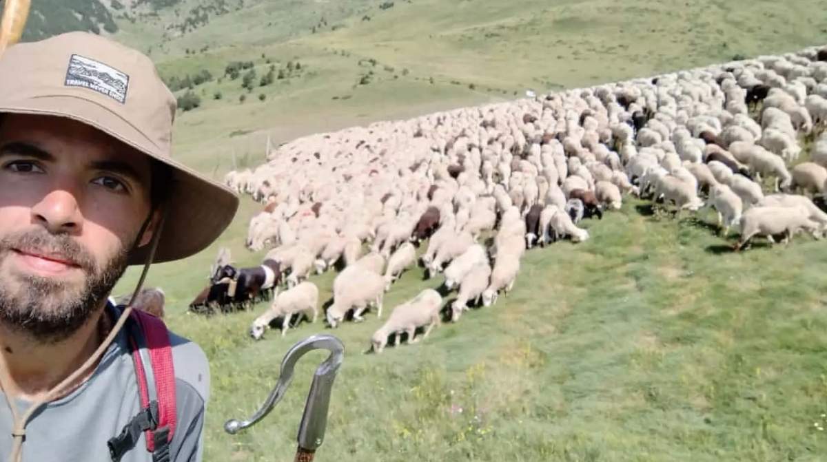 Oferta de trabajo para pastor de montaña en el Pirineo aragonés cuidando un rebaño de ovejas.