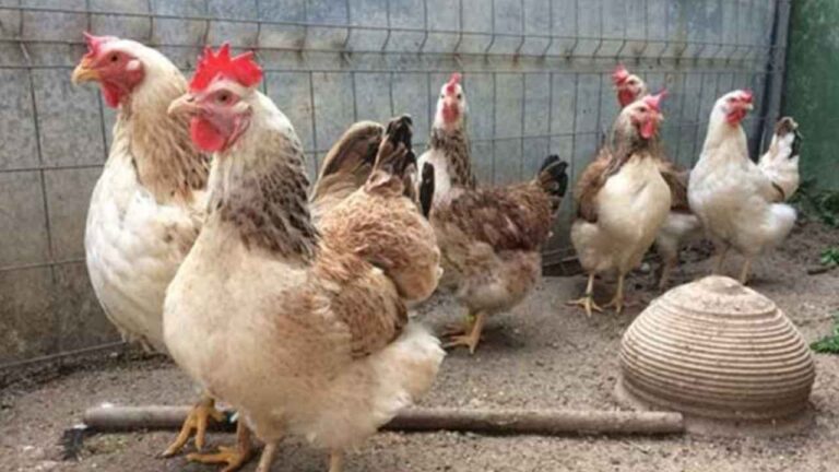 Cuatro gallinas en un pequeño gallinero doméstico destinado al autoconsumo