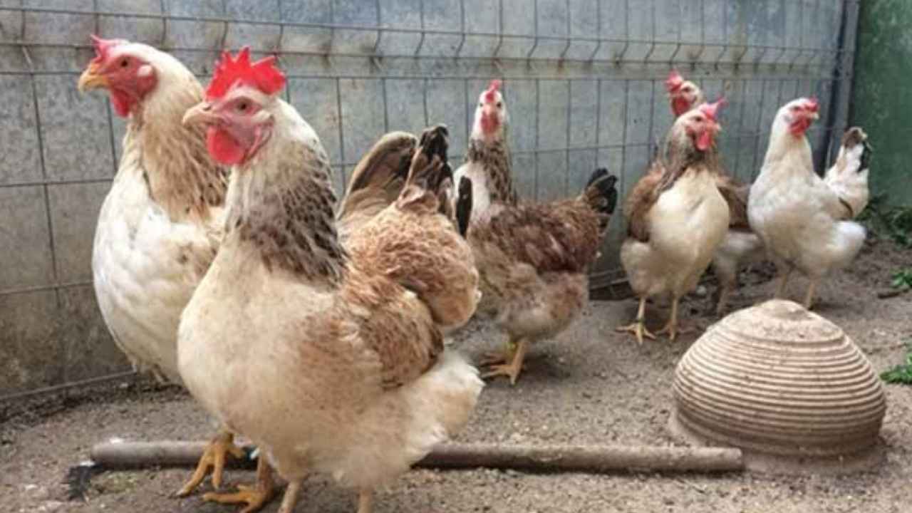 Cuatro gallinas en un pequeño gallinero doméstico destinado al autoconsumo