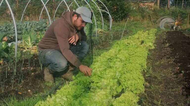 Trabajador agrícola cuidando un cultivo de hortalizas